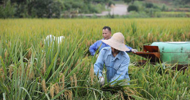 丰收喜讯：2017年度粮食补贴政策全新发布