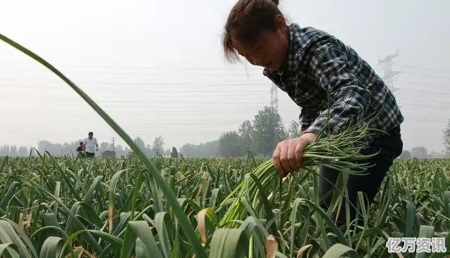 2019蒜薹丰收季：价格看涨，美好前景展望