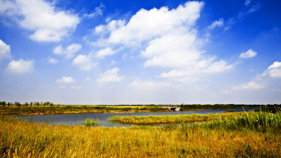 管湾湿地公园焕新美景，共享生态乐章