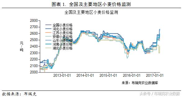 小麦市场最新动态与价格解析