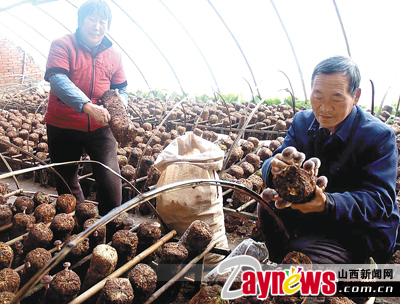 香菇市场价格动态