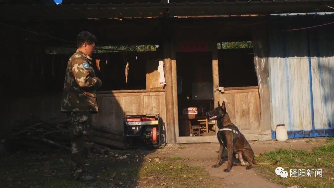 最新上市！特色猪犬良种，热销出售中