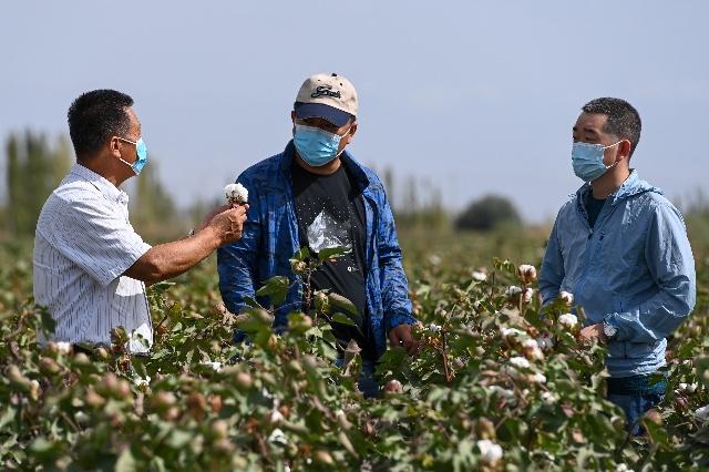 棉市行情速递：最新棉花价格动态解析