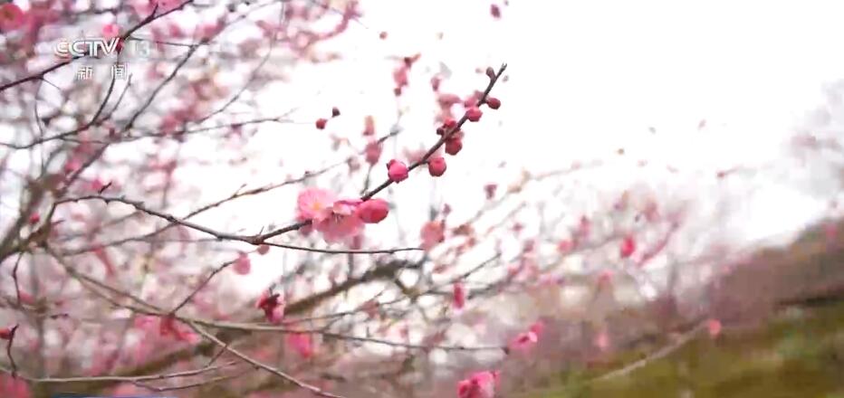 春意盎然的小山村，医术高超的乡村医生最新篇章