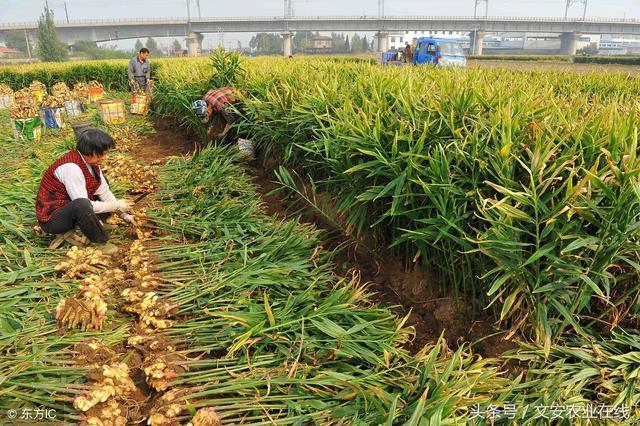 姜价动态：最新市场行情解析与价格走势报道