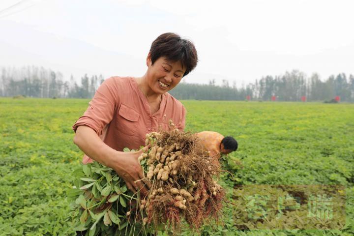 商丘李口地区时下西瓜市场最新价格行情一览